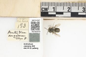 Media type: image;   Entomology 785659 Aspect: Labels